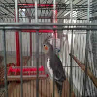 عروس هلندی فروشی