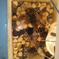 جوجه کشی آسان بافیبر کم مصرف دقیق وتست شده