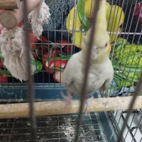 عروس لوتینو