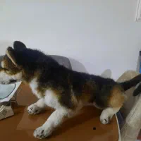 عروسک سگ|اسباب‌‌بازی|کرمانشاه, |دیوار