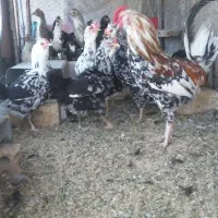 مرغ وخروس گلین