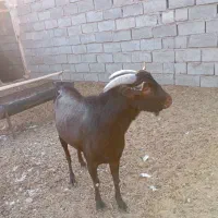 بز مور سیاح|حیوانات مزرعه|رفسنجان, |دیوار