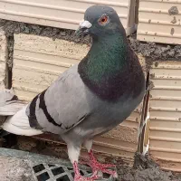 فروش یا معاوضه کفتر سبز پلنگ ماده