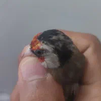 سهره نر لچک پهن گل کوتا تازه صاف  مستی بگیر