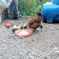 خروس مرغ جوجه اردک اسرائیلی
