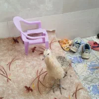 طاووس نژاد مصری|پرنده|کارون, |دیوار