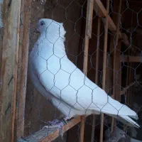 سفید اراکی|پرنده|چهاردانگه (تهران), |دیوار