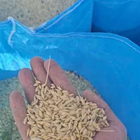 جو محلی -آب خورده -درجه یک برا  بذر و دام|خدمات باغبانی و درختکاری|مرودشت, رودبال|دیوار