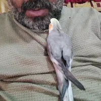 عروس هلندی سخنگو|پرنده|بندرعباس, |دیوار