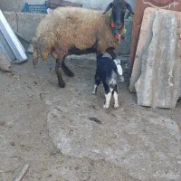 گوسفند خوب و عالی|حیوانات مزرعه|خان ببین, |دیوار