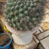 گل کاکتوس نایاب همراه باگلدون،۱۰ساله هست