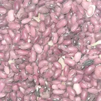 لوبیا قرمز