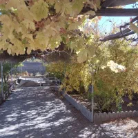 خونه باغ جوپار عباس آباد بعد از کارخانه روغن نباتی|فروش خانه و ویلا|ماهان, |دیوار