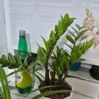 چندتا گل طبیعی|گل و گیاه طبیعی|اراک, |دیوار