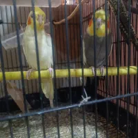 چهار جفت عروس هلندی جوون و بالغ و نطفه دار