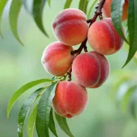 سرمایه گذاری هوشمندانه روی نهال برتر پایه رویشی