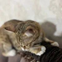 واگذاری گربه|گربه|خوی, |دیوار