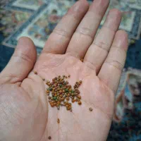 غذا ماهی گوشت خوار|ماهی|شیراز, زرهی|دیوار