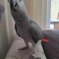 جوجه کاسکو تازه دونخور|پرنده|اصفهان, گلستان|دیوار