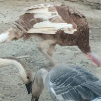 بوقلمون نر|حیوانات مزرعه|هیرمند, |دیوار