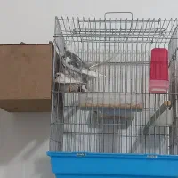 جفت هلندی عتیقه شرط تخم بچ|پرنده|شوشتر, |دیوار