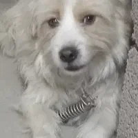 سگ پاکوتاه|سگ|گلبهار, شهر جدید گلبهار|دیوار