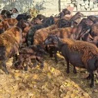 میش زاییده وابستن