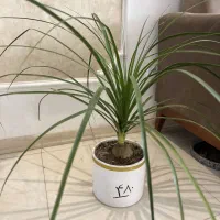 گل های متنوع آپارتمانی|گل و گیاه طبیعی|مشهد, امامیه (شهرک غرب)|دیوار