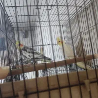 عروس هلندی جفت