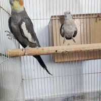 عروس هلندی مولد سخنگو .با قفس