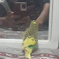 مرغ عشق  سخنگو|پرنده|نسیمشهر, |دیوار