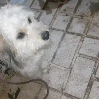 سگ تربیت شده شناسنامه دار|سگ|پاکدشت, پاکدشت (مامازند)|دیوار