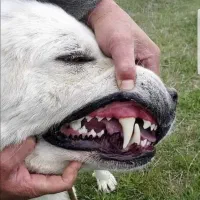 سگ درشت برای نگهبانی آلابای سراب قفقاز