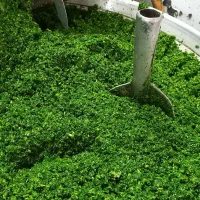 قرمه و آشی سببزی خرد شده