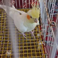 عروس هلندی ماده|پرنده|قائم‌شهر, |دیوار