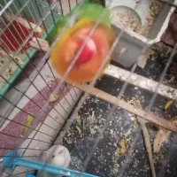 فروش عروس هلندی و طوطی برزیلی|پرنده|رشت, جانبازان|دیوار