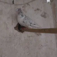 کبوتر|پرنده|میبد, |دیوار