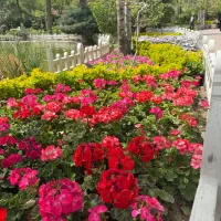 کارگر فضای سبز