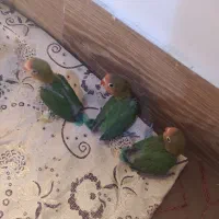 جوجه کوتوله برزیلی