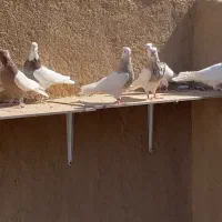 ۳۷ عدد طوقی |پرنده|شهرضا, |دیوار