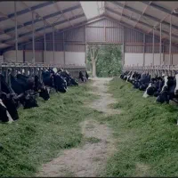 کارگر پشت آغل برای گاوداری