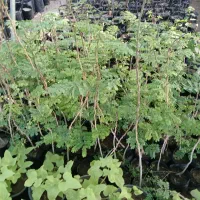 نهال نارگیل و گل های گرمسیری|گل و گیاه طبیعی|بندرعباس, |دیوار