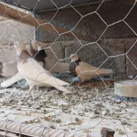 طوقی ماده‌ونر|پرنده|شباب, |دیوار