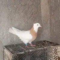 یک عدد طوقی