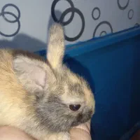 سلام ۵ عدد خرگوش باهوش صحیح و سالم به فروش میرسد