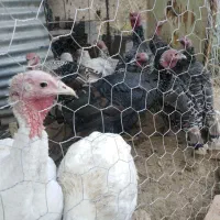 بوقلمون محلی و برنز|حیوانات مزرعه|بیرجند, |دیوار