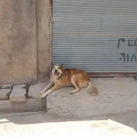 سگ گله