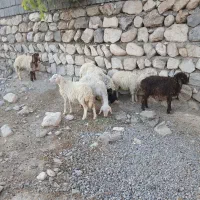 ۷عددبره بفروش میرسد|حیوانات مزرعه|سیوان, |دیوار