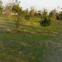 باغ مرکبات|فروش زمین و ملک کلنگی|هادی شهر, |دیوار