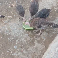 بوقلمون سالم به علت نبود جا